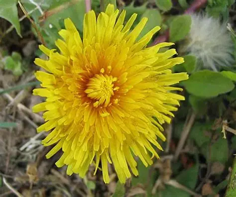Photographie de Dents de Lion