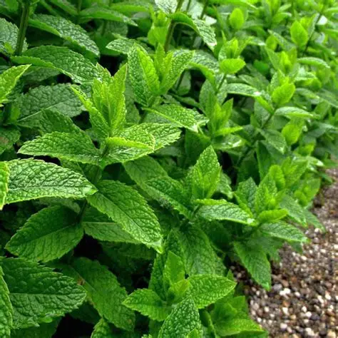 Photographie de Menthe Poivrée