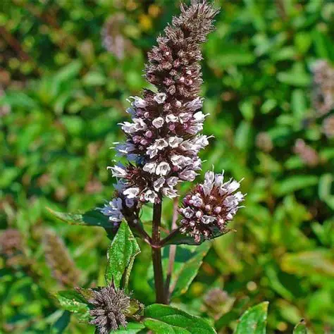 Photographie de Menthe Poivrée