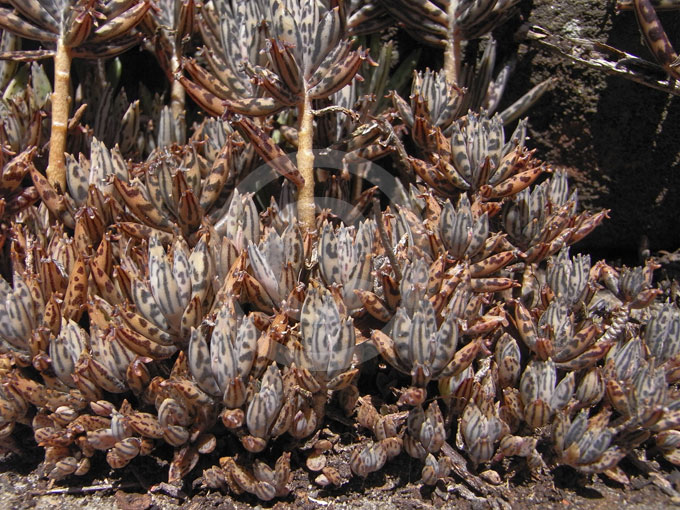 Photographie de kalanchoé tubulaire