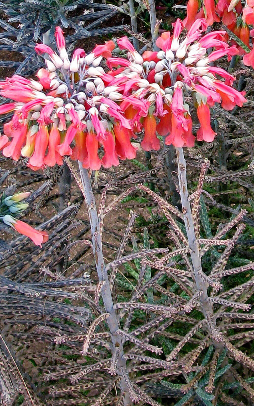 Photographie de kalanchoé tubulaire