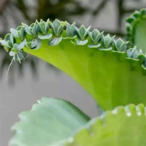 Photographie de kalanchoé pinné