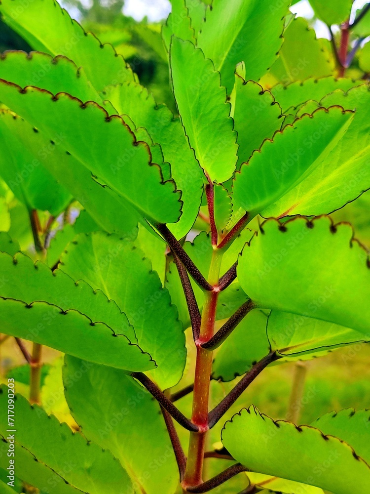 Photographie de kalanchoé pinné