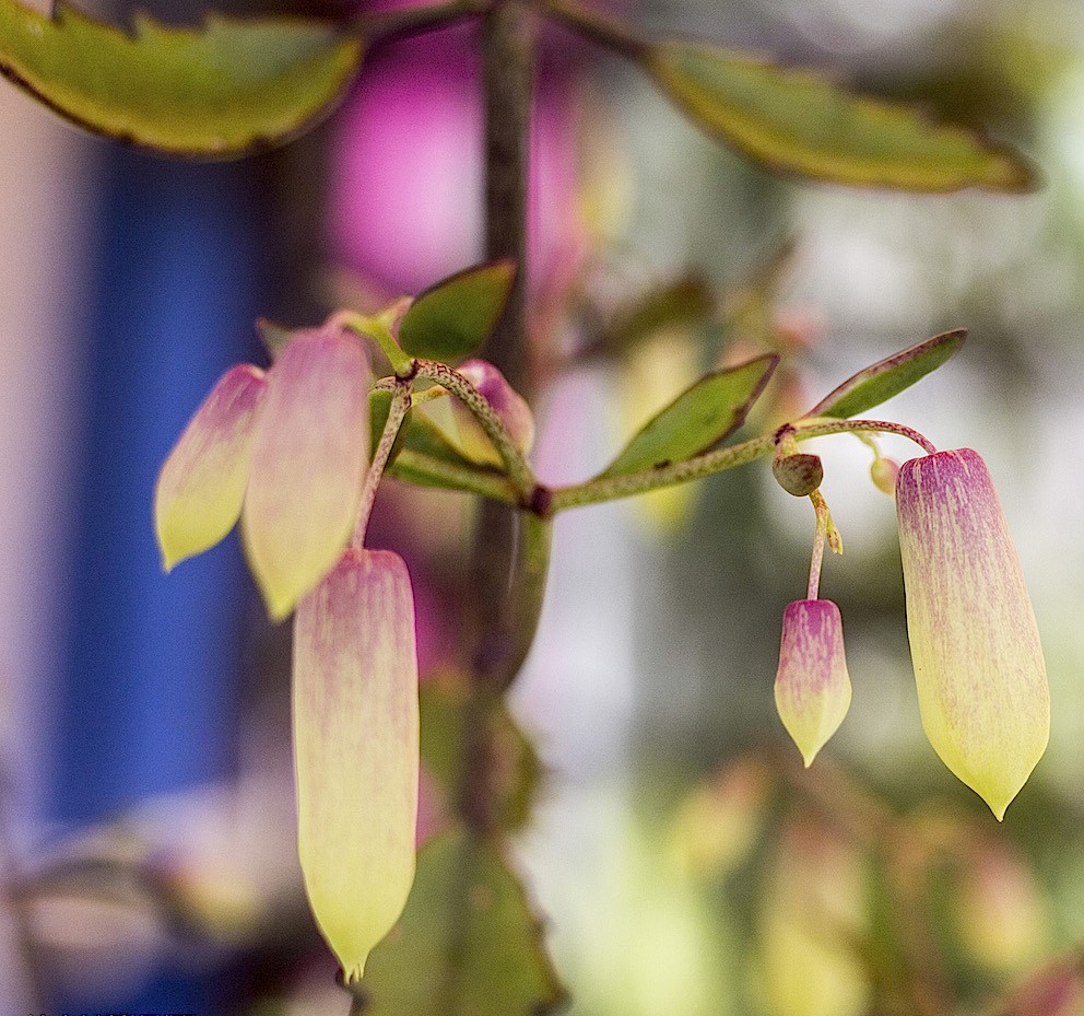Photographie de kalanchoé pinné