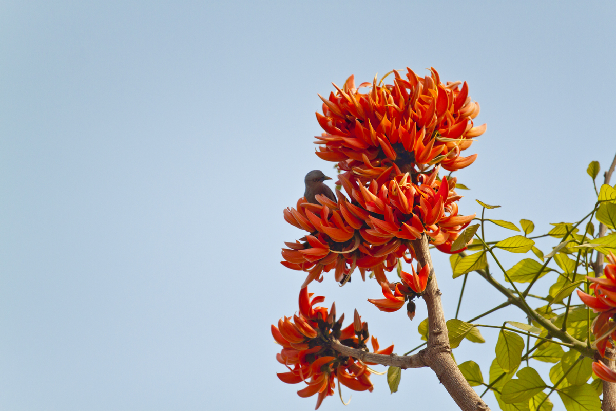 Photographie de red kwao krua