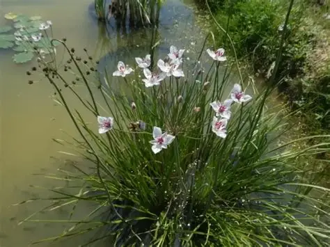 Photographie de jonc fleuri