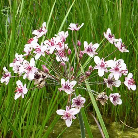 Photographie de jonc fleuri