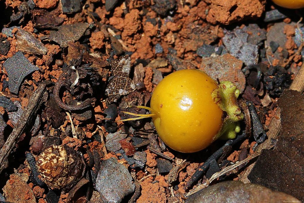 Photographie de nance sauvage