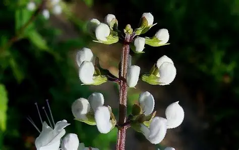 Photographie de Thé de Java