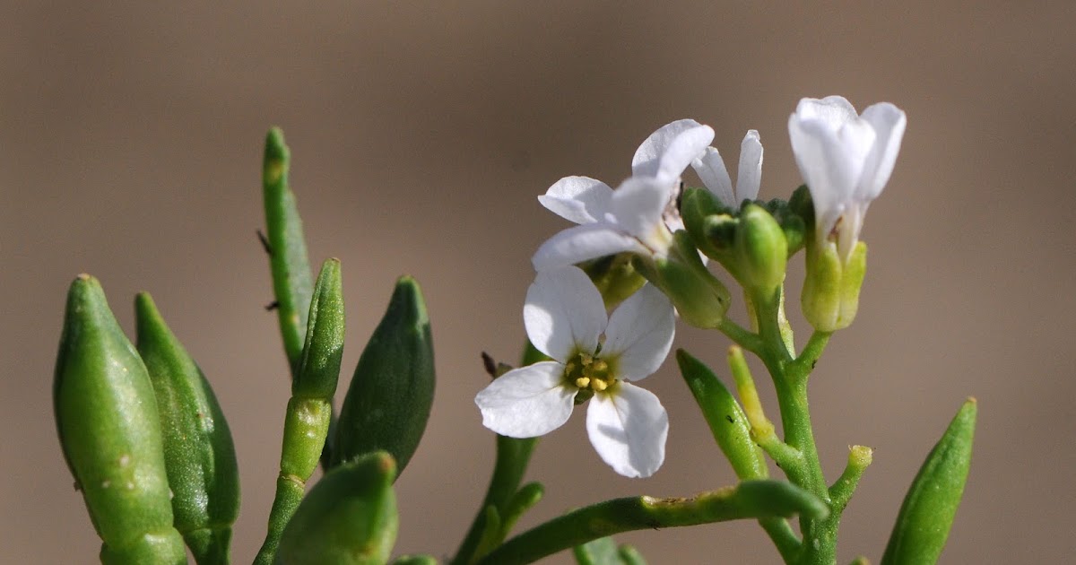 Photographie de roquette de mer