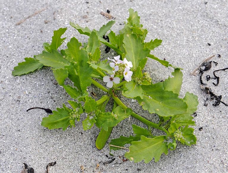 Photographie de roquette de mer