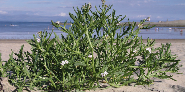 Photographie de roquette de mer