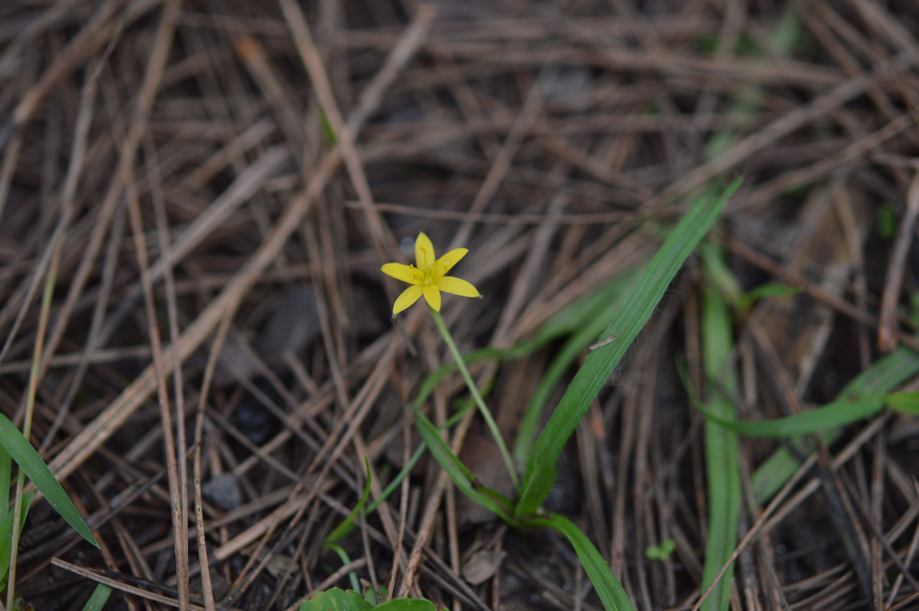 Photographie de Curculigo