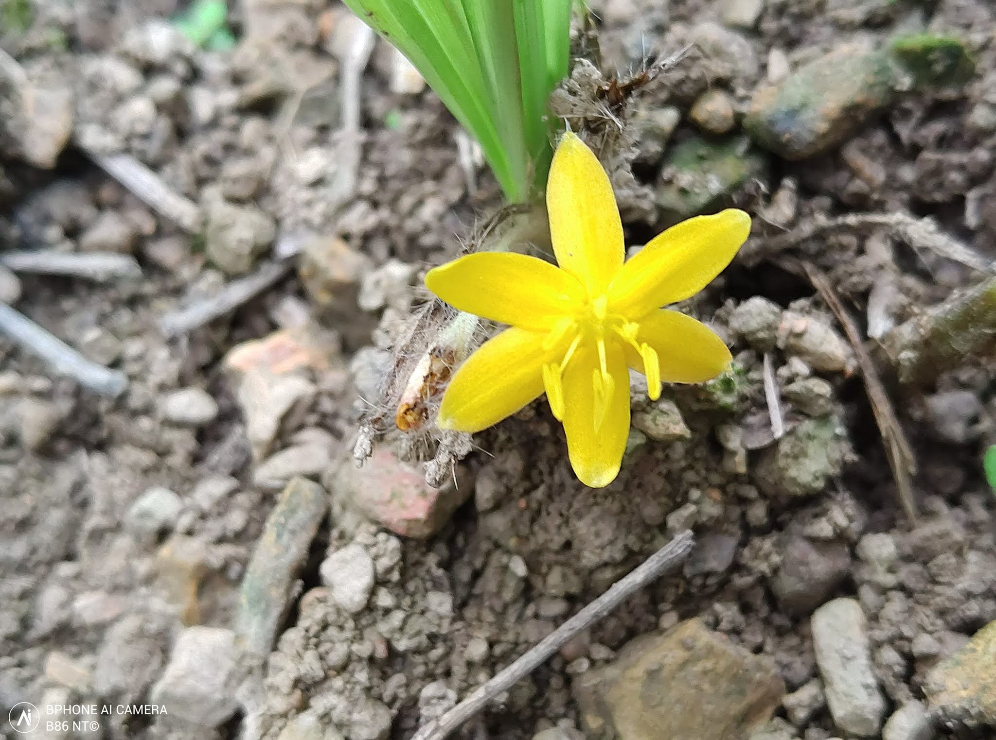 Photographie de Curculigo