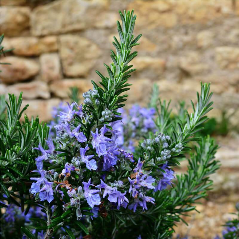 Photographie de Romarin