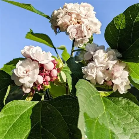 Photographie de Clérodendron de Chine