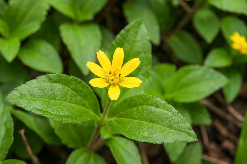 Photographie de horseherb