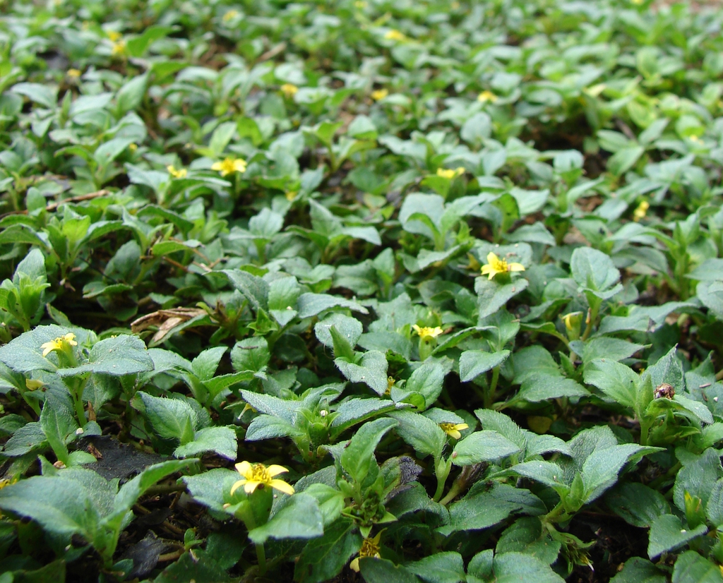 Photographie de horseherb