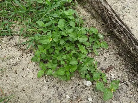 Photographie de horseherb