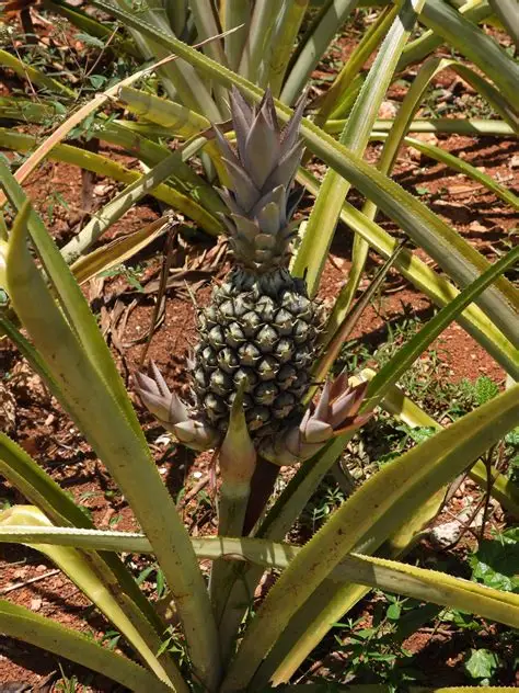 Photographie de Ananas