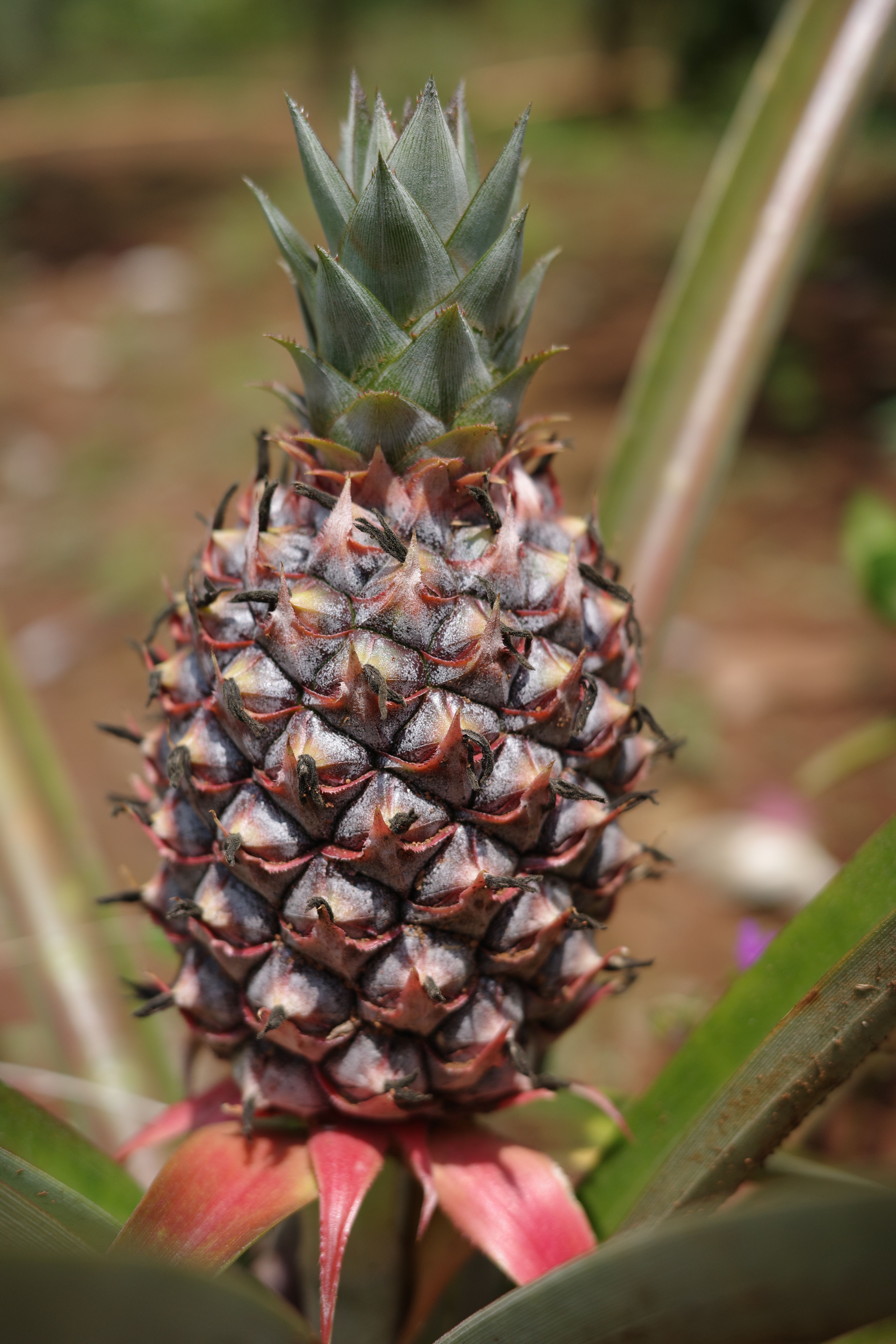 Photographie de Ananas