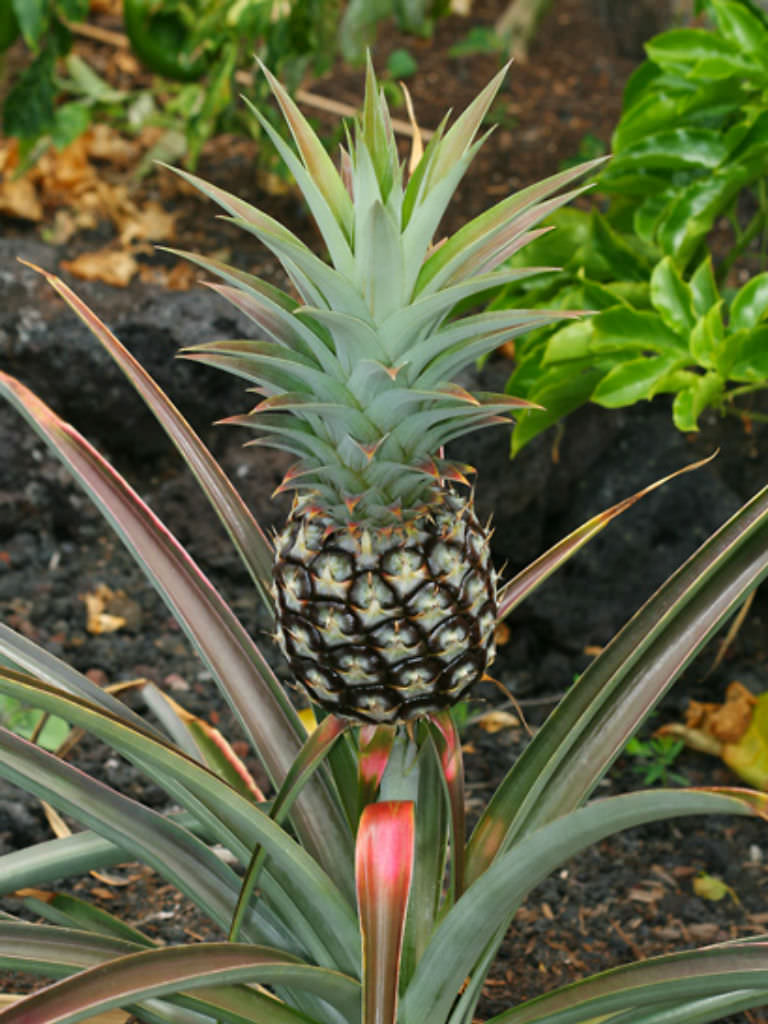 Photographie de Ananas