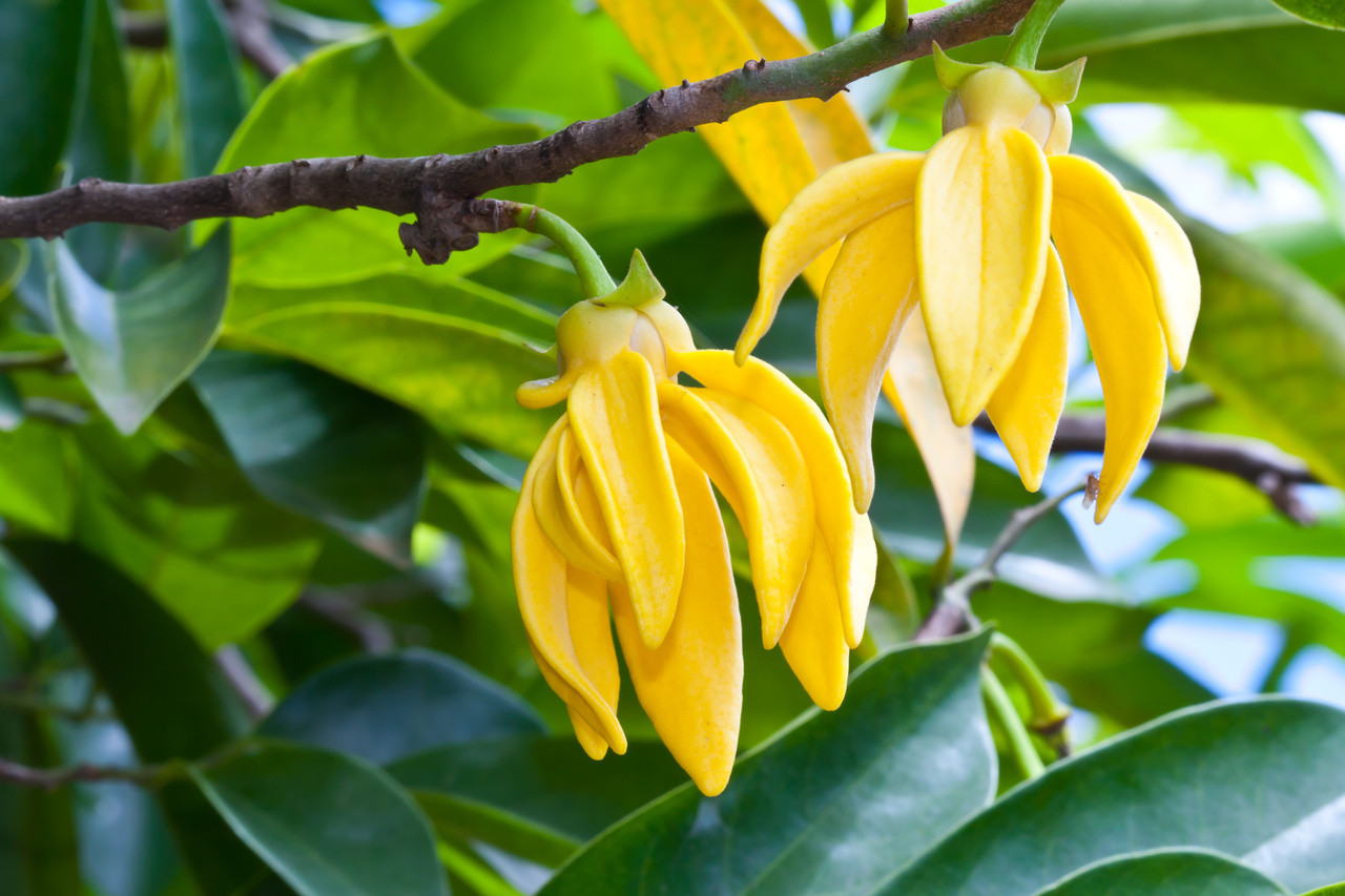 Photographie de ylang-ylang
