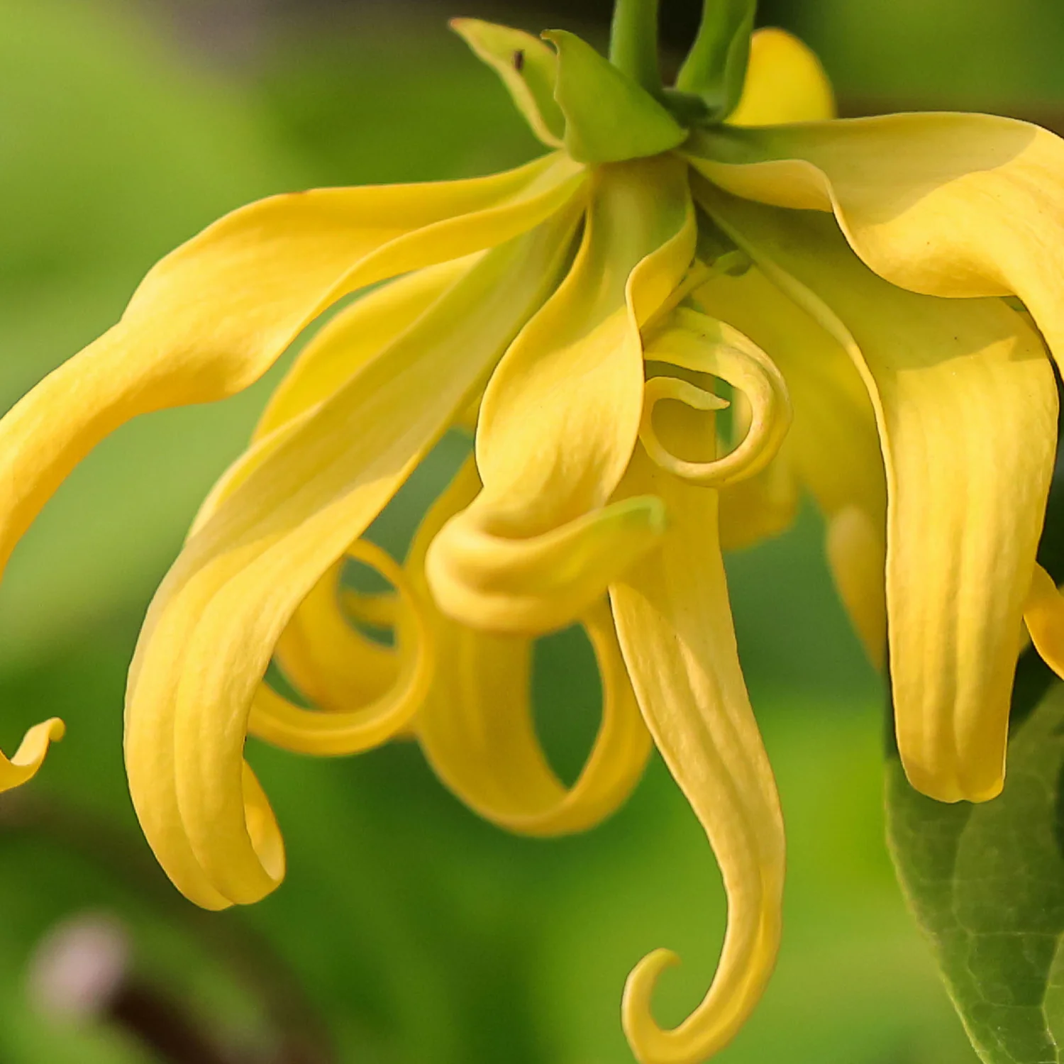 Photographie de ylang-ylang