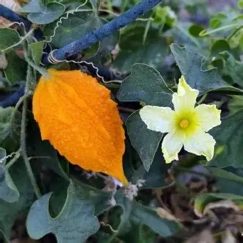 Photographie de Concombre Balsamite