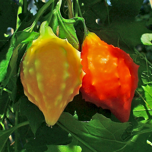Photographie de Concombre Balsamite