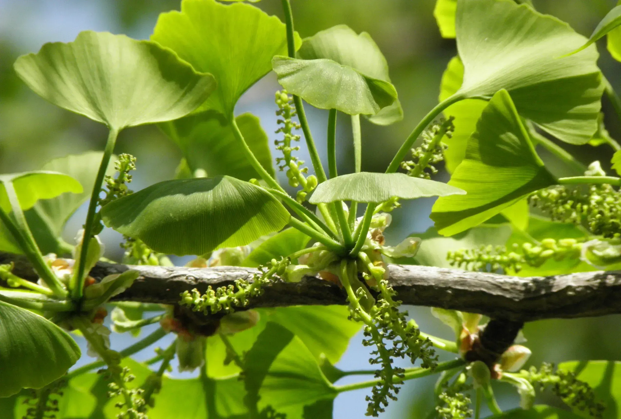 Photographie de Gingko