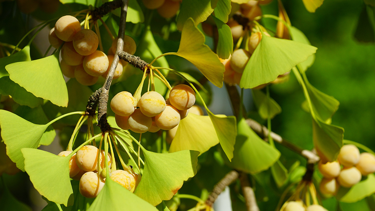 Photographie de Gingko