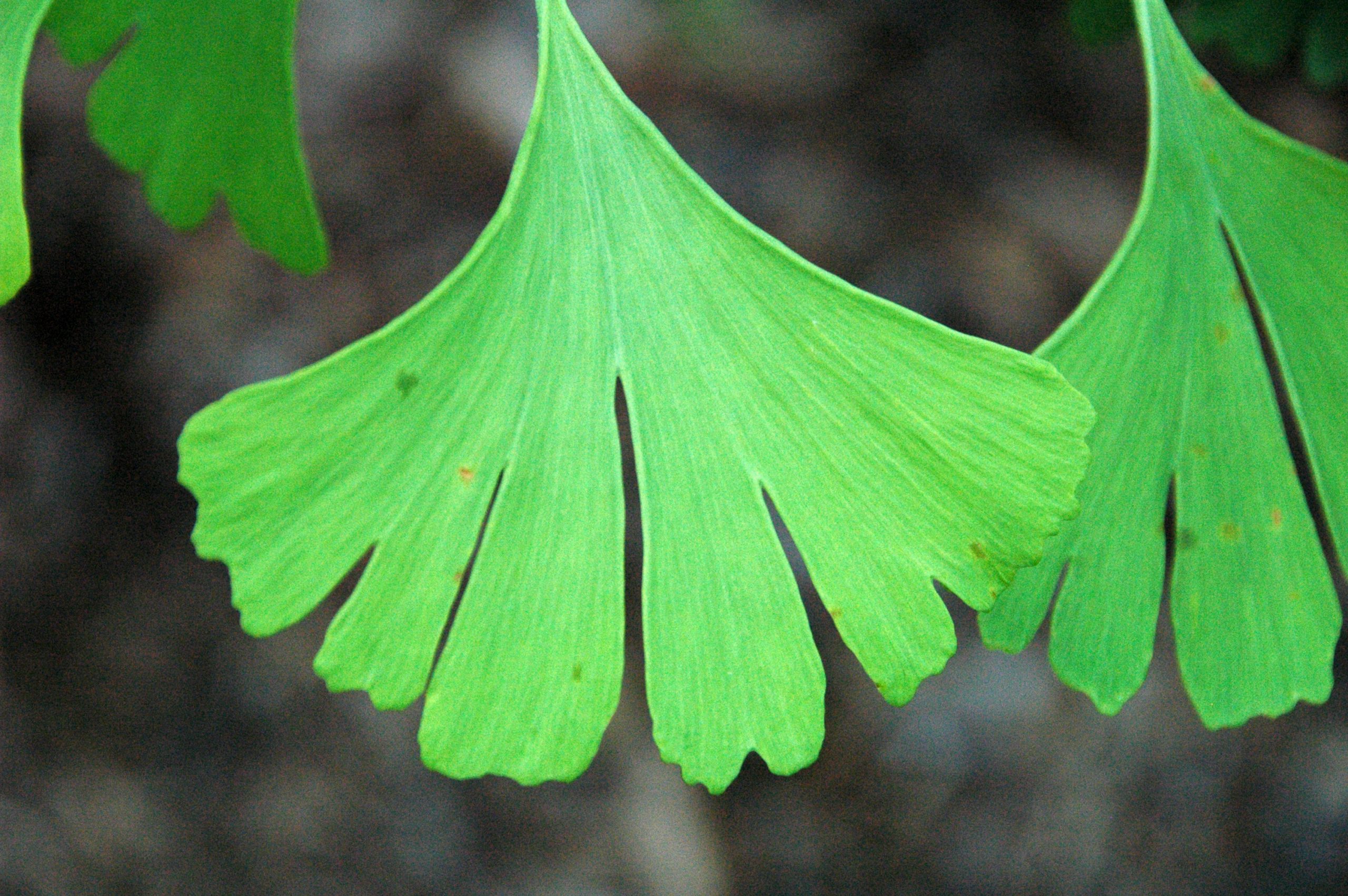 Photographie de Gingko