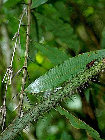 Photographie de Rotin épineux d'Amérique