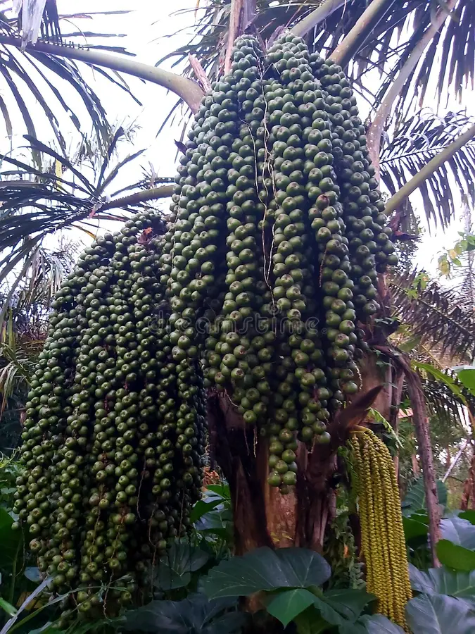 Photographie de Palmier à Sucre