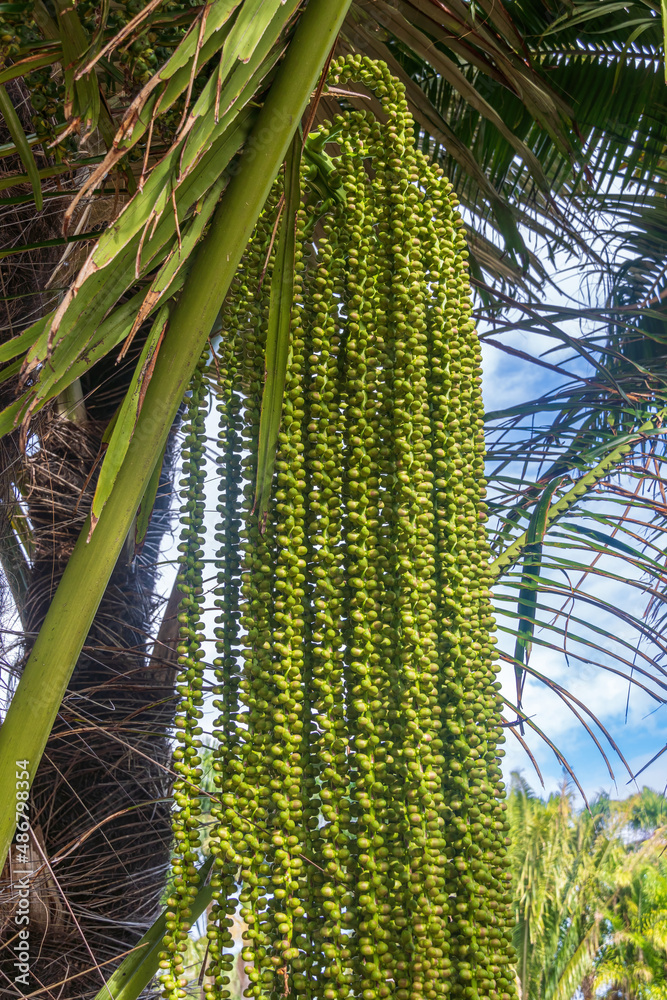 Photographie de Palmier à Sucre