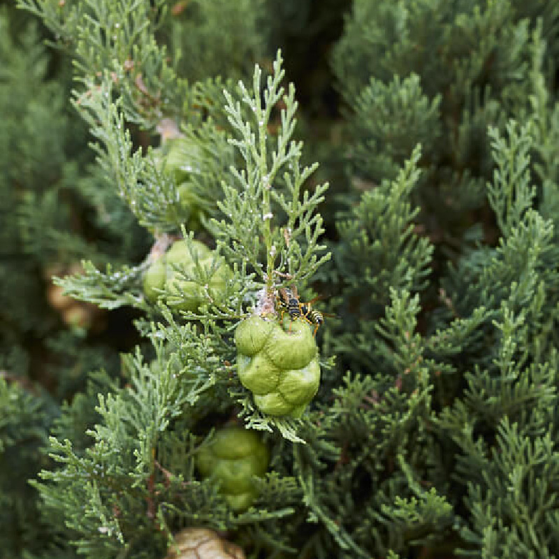 Photographie de Cyprès