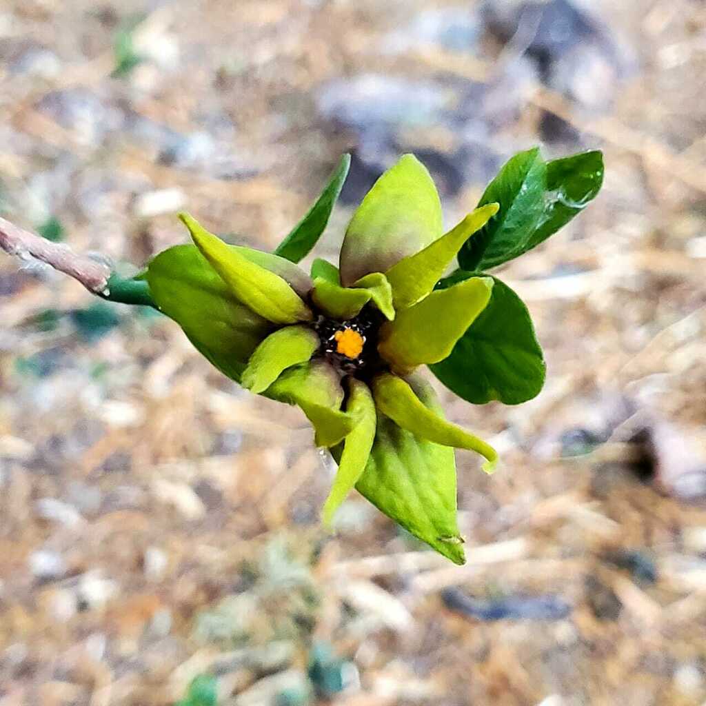 Photographie de Desmopsis de Schipp