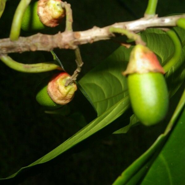 Photographie de Desmopsis de Schipp
