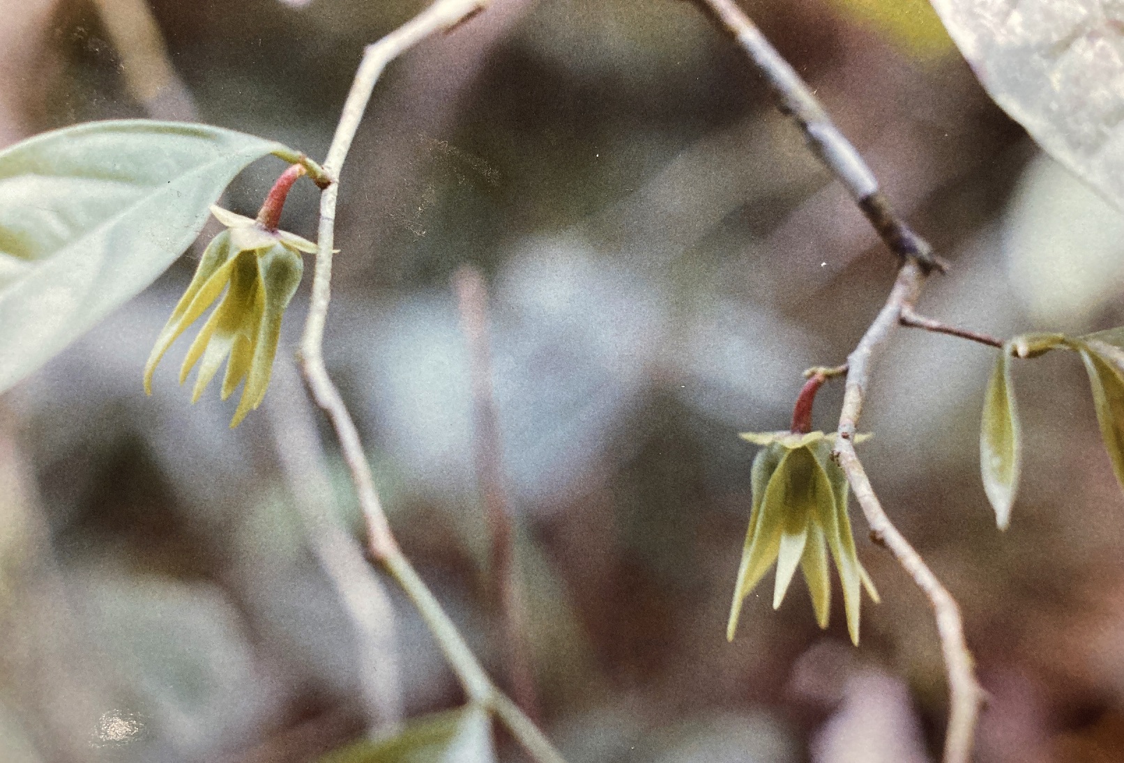 Photographie de Desmopsis de Schipp