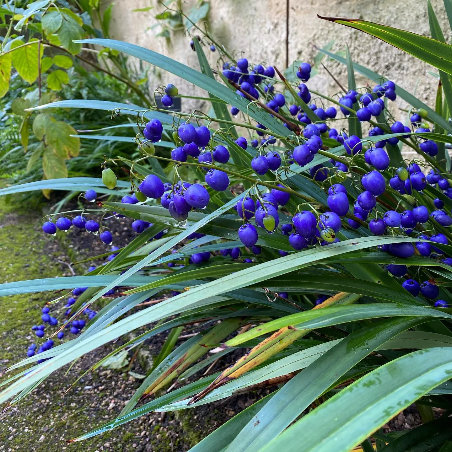 Photographie de Dianella bleue