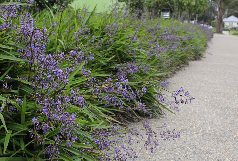 Photographie de Dianella bleue
