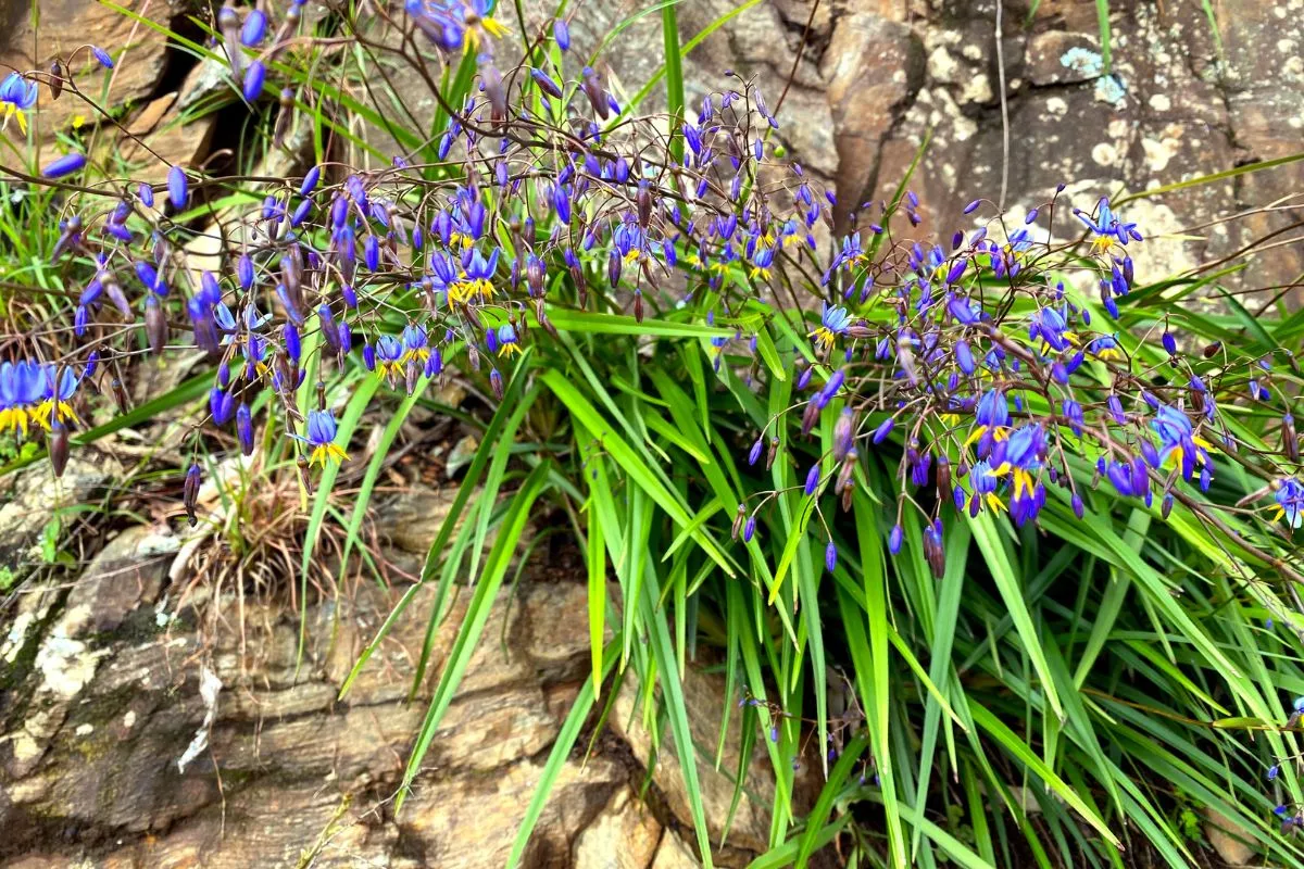Photographie de Dianella bleue