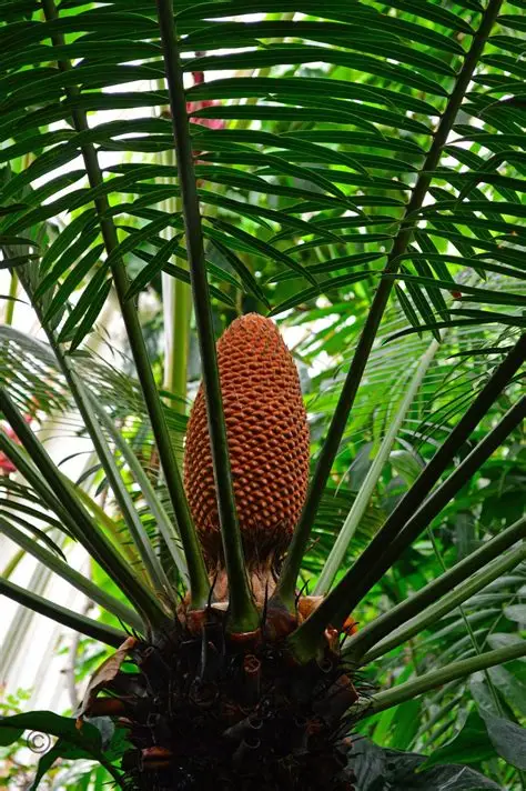 Photographie de Cycas de Ceylan