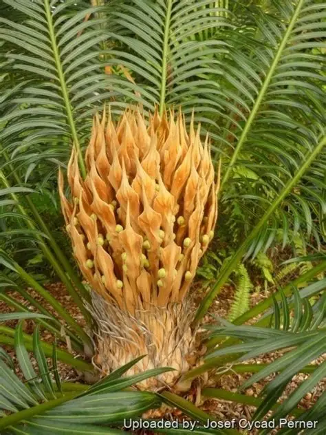 Photographie de Cycas de Ceylan