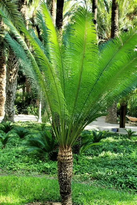 Photographie de Cycas de Ceylan