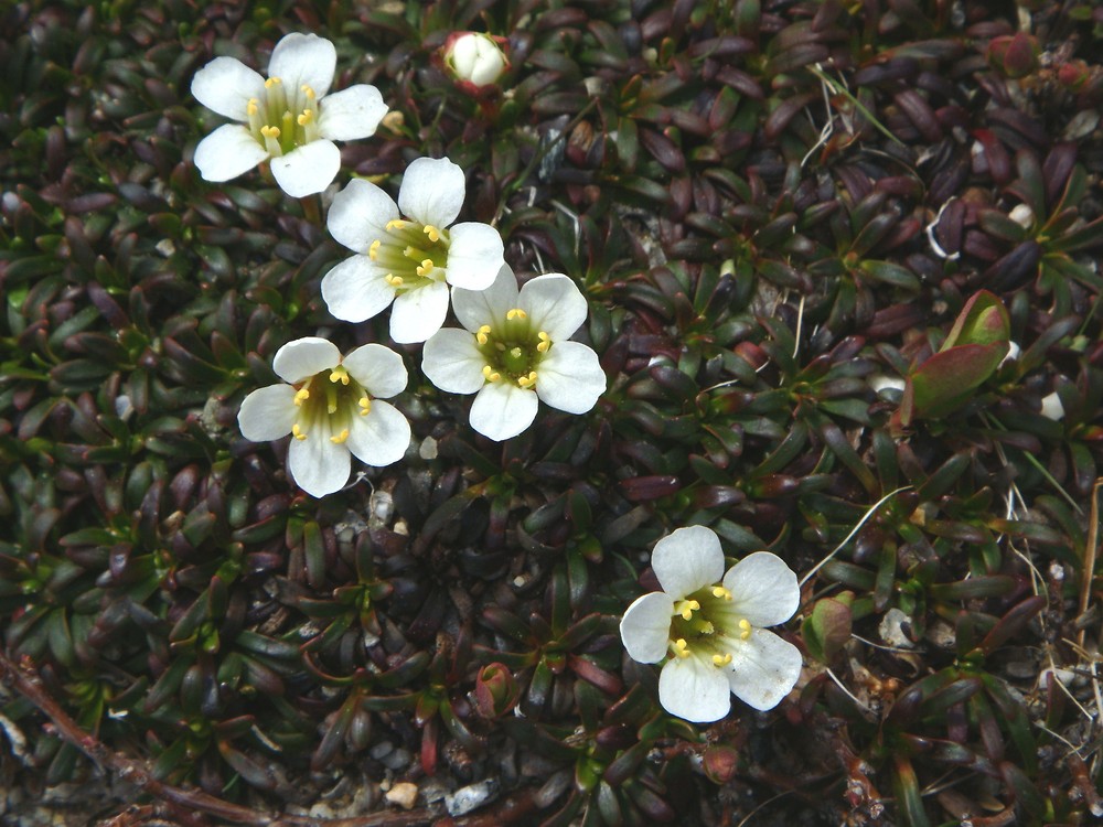 Photographie de Diapensie de Laponie,