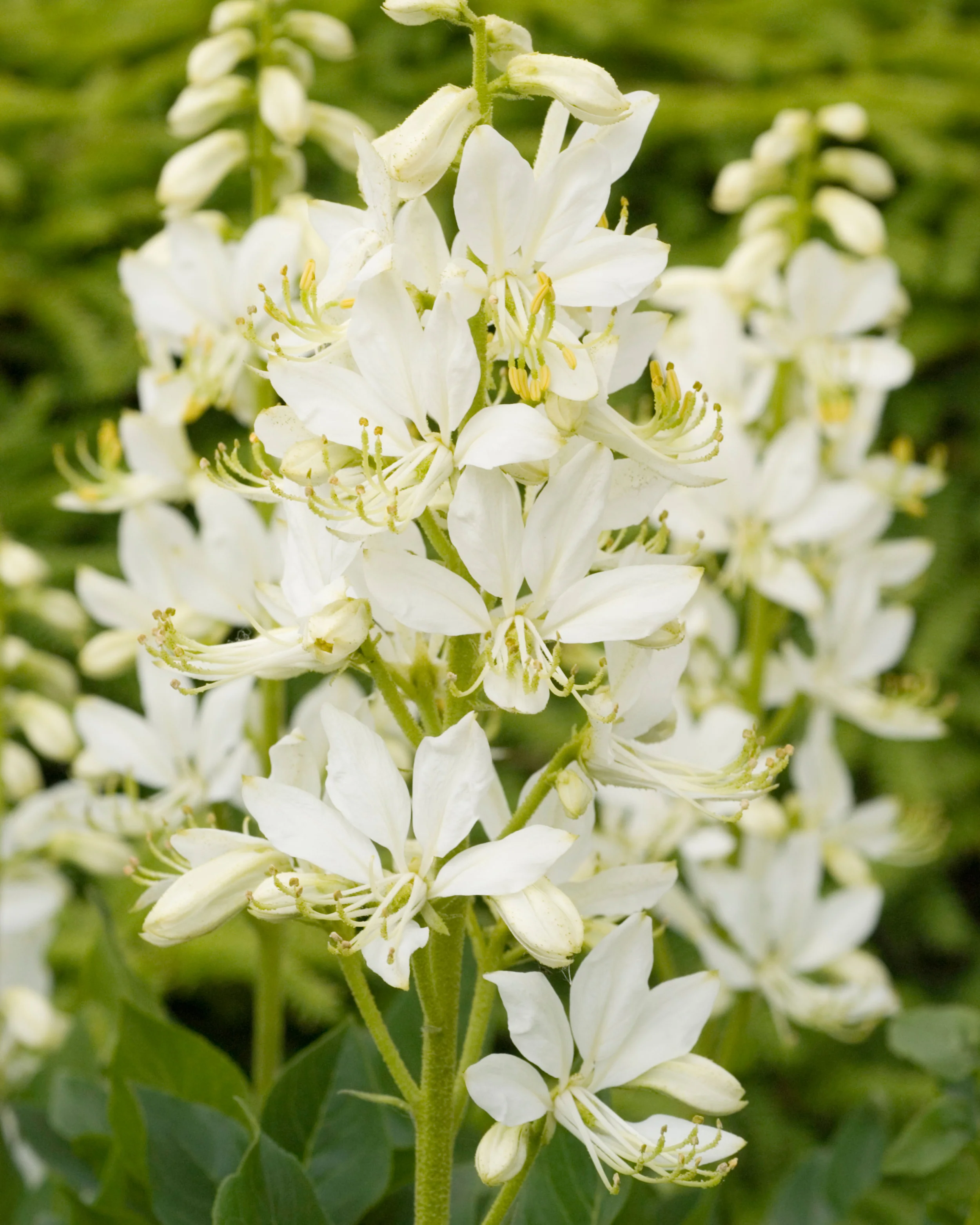 Photographie de Dictame blanc