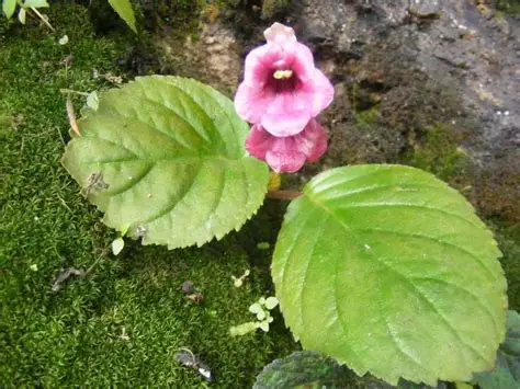 Photographie de Didymocarpus pédicellé