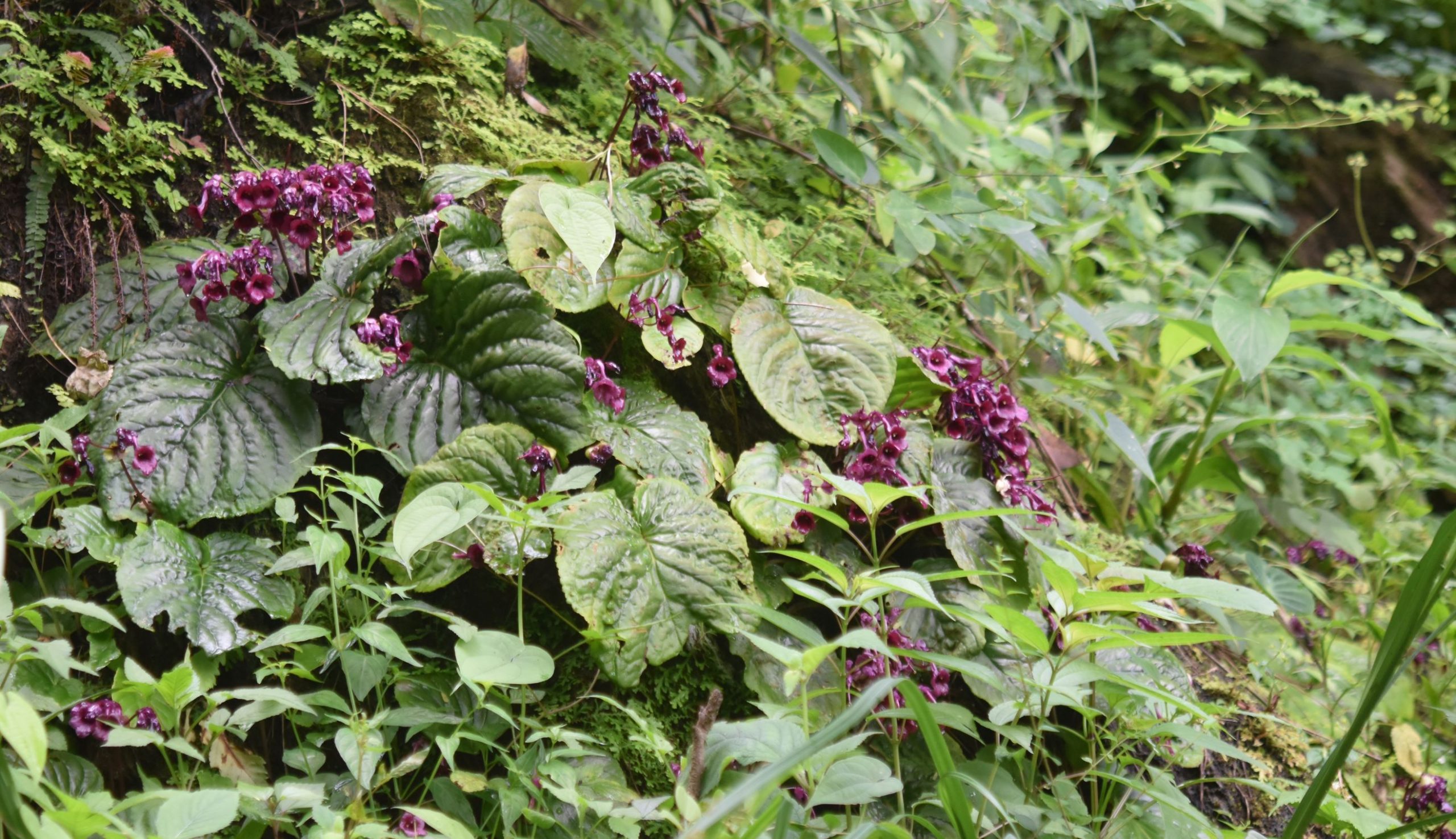 Photographie de Didymocarpus pédicellé